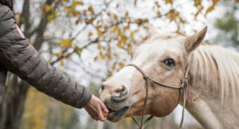 En häst sträcker ut sin mule mot en utsträckt hand.