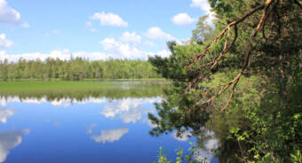 Några små moln på blå himmel speglar sig i den spegelklara vattenytan i en sjö, tallgrenar på sidan och skog i horisontlinjen, vass nära horisontlinjen i sjön.