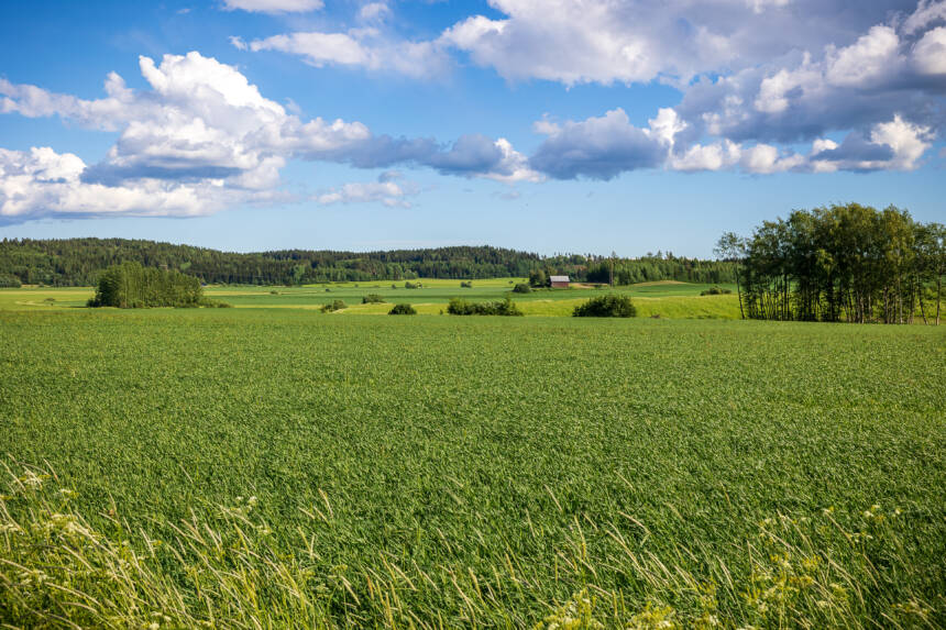 Vihreä viljapelto aurinkoisella säällä, taustalla lato.