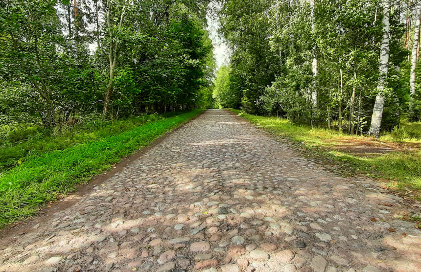 Kullerstensväg i en lövskog.