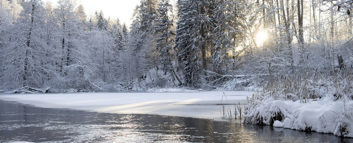 På bilden skiner solen lågt mellan snöbeklädda träd över den halvt isbeklädda Sjundeå ån nedanför Sjundbyforsen.
